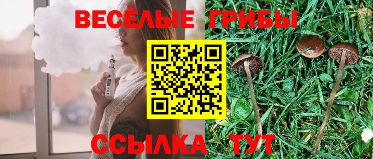 Псилоцибиновые грибы Psilocybine cubensis  Новошахтинск  Псилоцибиновые грибы мицелий 