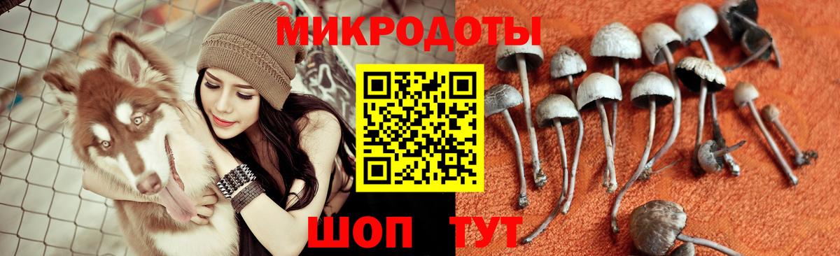 Псилоцибиновые грибы Psilocybine cubensis Новошахтинск